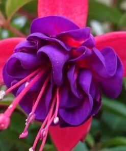 Fuchsia Angel Earrings Cascade Plant – 4 Inch Live Starter Plant – Flowering Fuchsia