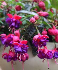 Fuchsia Angel Earrings Cascade Plant – 4 Inch Live Starter Plant – Flowering Fuchsia