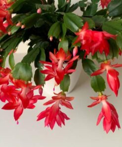 Red Christmas Cactus Set of 2 Live Plants Easy to Grow Indoor/Outdoor