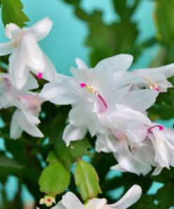 Set 2 White Christmas Cactus Starter Plants 3” Pot