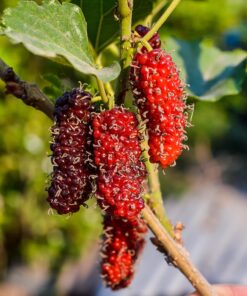 Sweet Mulberry Tree Live Plant – 10-14in Size – 4in Pot – Fast Growing Fruit Tree