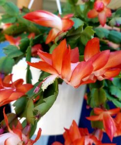 Orange Christmas Cactus Set of 2 Live Plants – Easy Grow Indoor/Outdoor Holiday Blooms
