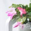Pink Christmas Cactus Set – 3” Starter Plants – Set of 2
