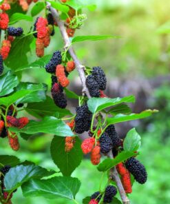 Sweet Mulberry Tree Live Plant – 10-14in Size – 4in Pot – Fast Growing Fruit Tree