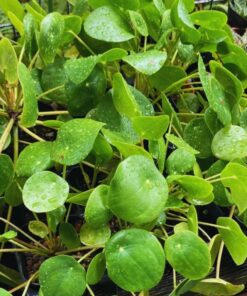 Pilea Peperomioides Money Plant – Live Succulent Plant 5-8 Inch Indoor/Outdoor