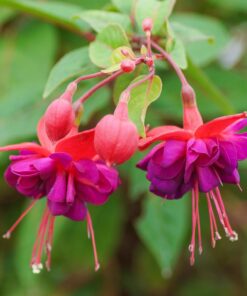 Fuchsia Angel Earrings Cascade Plant – 4 Inch Live Starter Plant – Flowering Fuchsia