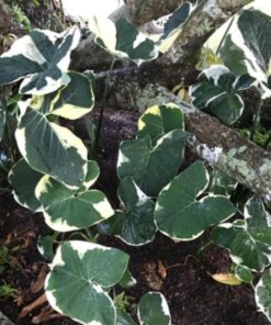 Alocasia Mickey Mouse Xanthosoma – 4 Inch Rare Houseplant – No Pot