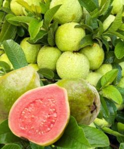 Pink Guava Plant – Sweet Fruit Live Plant – 6-8 inch Tall