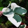 Alocasia Mickey Mouse Xanthosoma – 4 Inch Rare Houseplant – No Pot