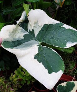 Alocasia Mickey Mouse Xanthosoma – 4 Inch Rare Houseplant – No Pot