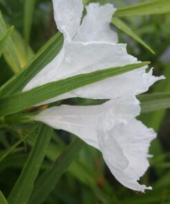 White Mexican Petunia Plant – Elegant Blooms Drought Tolerant
