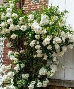 White Rose Bush Starter Plant Fragrant Climbing Rose Unpotted Well-Rooted