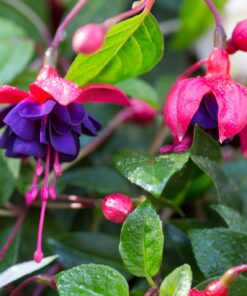 Fuchsia Angel Earrings Cascade Plant – 4 Inch Live Starter Plant – Flowering Fuchsia