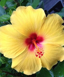 Fiesta Hibiscus Plant Live, 6-8 Inch Tall Tropical Hibiscus