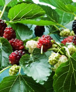 Sweet Mulberry Tree Live Plant – 10-14in Size – 4in Pot – Fast Growing Fruit Tree