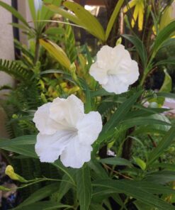 White Mexican Petunia Plant – Elegant Blooms Drought Tolerant