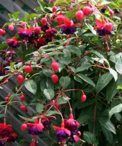 Fuchsia Angel Earrings Cascade Plant – 4 Inch Live Starter Plant – Flowering Fuchsia