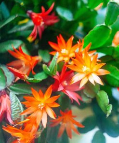 Orange Christmas Cactus Set of 2 Live Plants – Easy Grow Indoor/Outdoor Holiday Blooms