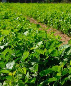 Sweet Mulberry Tree Live Plant – 10-14in Size – 4in Pot – Fast Growing Fruit Tree