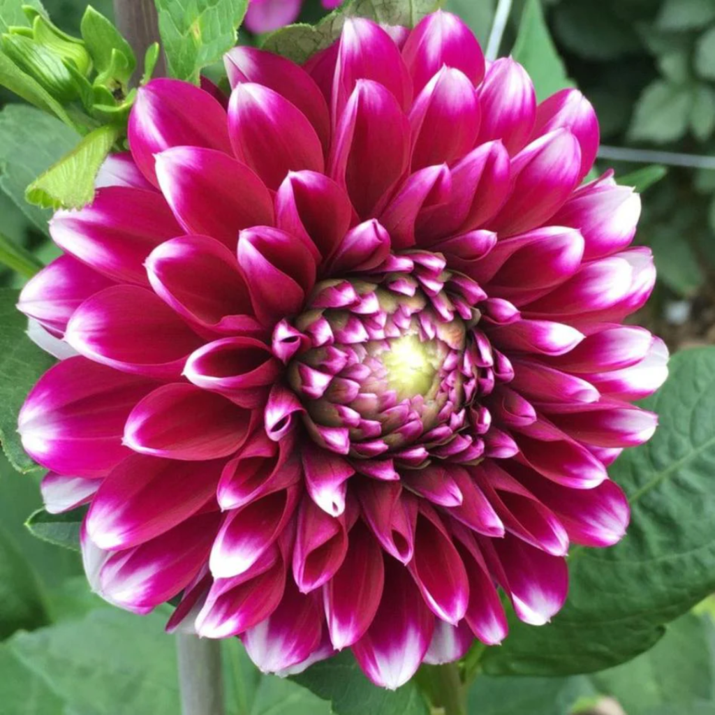 Dahlia Megaboom Raspberry Ice Starter Plant – 4-9″ Tall in 4″ Pot – Bright Blooms – Red Dahlia Live Plant – Ship No Pot