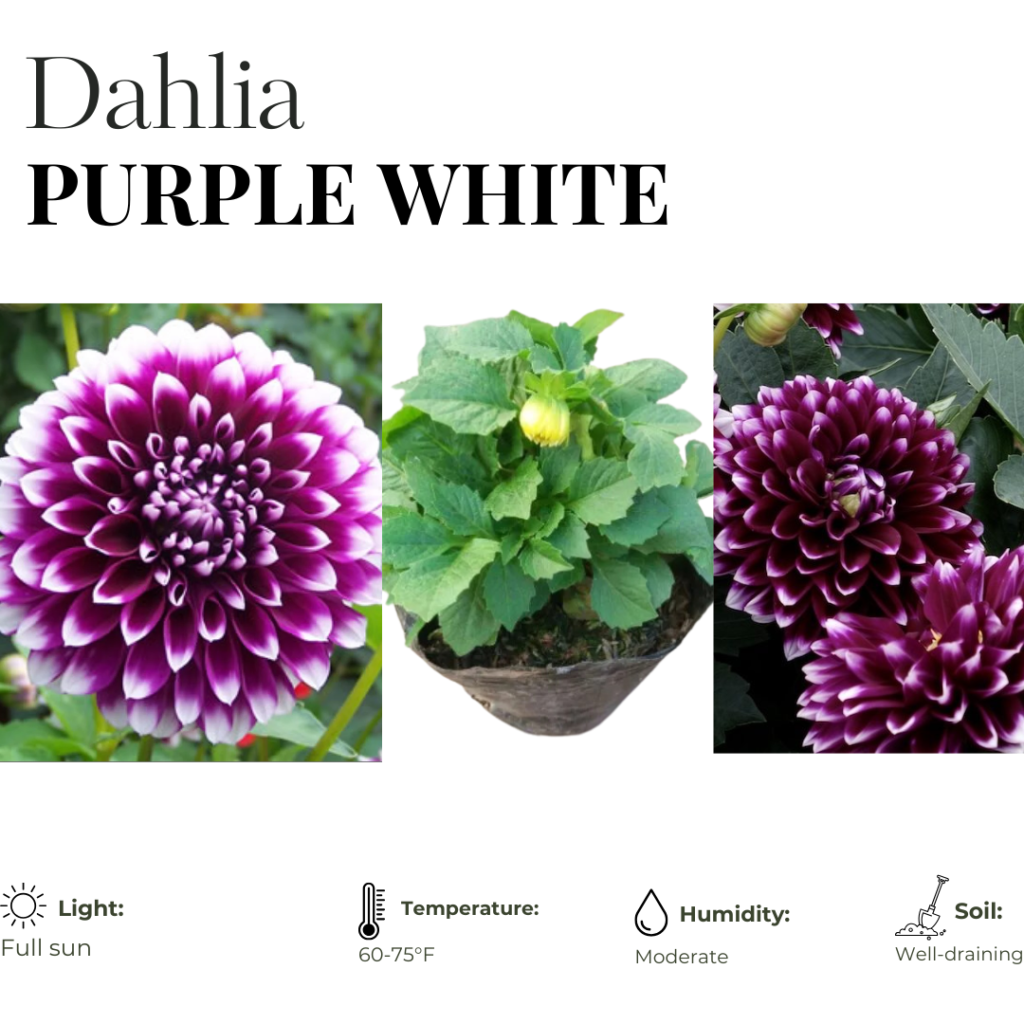 Dahlia Megaboom Raspberry Ice Starter Plant – 4-9″ Tall in 4″ Pot – Bright Blooms – Red Dahlia Live Plant – Ship No Pot