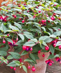Fuchsia Angel Earrings Cascade Plant – 4 Inch Live Starter Plant – Flowering Fuchsia