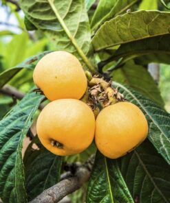 Loquat Tropical Fruit Tree Shambala 8-10in Live Plant in 4in Pot | Edible Tree
