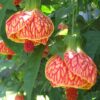Abutilon Orange Tiger Chinese Lantern Plant – 4″ Live Starter Plant