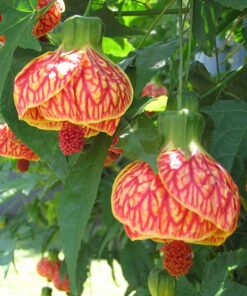 Abutilon Orange Tiger Chinese Lantern Plant – 4″ Live Starter Plant