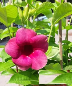 Allamanda Cherries Jubilee Starter Plant 4 inch - No Pot - Purple Flower Vine