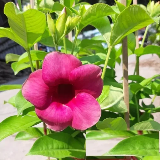 Allamanda Cherries Jubilee Starter Plant 4 inch - No Pot - Purple Flower Vine