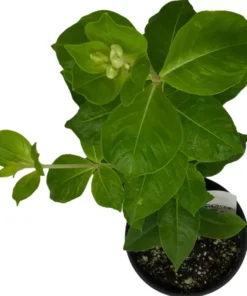 Allamanda Cherries Jubilee Starter Plant 4 inch - No Pot - Purple Flower Vine