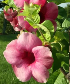 Allamanda Cherries Jubilee Starter Plant 4 inch - No Pot - Purple Flower Vine