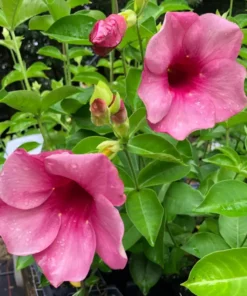 Allamanda Cherries Jubilee Starter Plant 4 inch - No Pot - Purple Flower Vine
