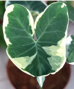 Alocasia Variegated Mickey Mouse Xanthosoma Variegata Plant 6-8 inch