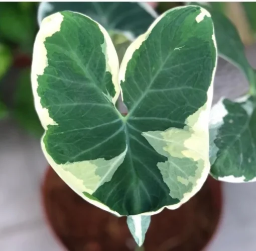 Alocasia Variegated Mickey Mouse Xanthosoma Variegata Plant 6-8 inch