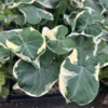 Alocasia Variegated Mickey Mouse Xanthosoma Variegata Plant 6-8 inch