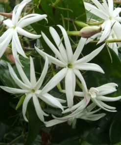 Angel Wing Jasmine Starter Plant 5-7" - Star Jasmine - Fragrant Live Plant