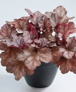 Arizona Heuchera Plant 4-8" Tall in 4" Pot - Coral Bells Plant - Ship No Pot