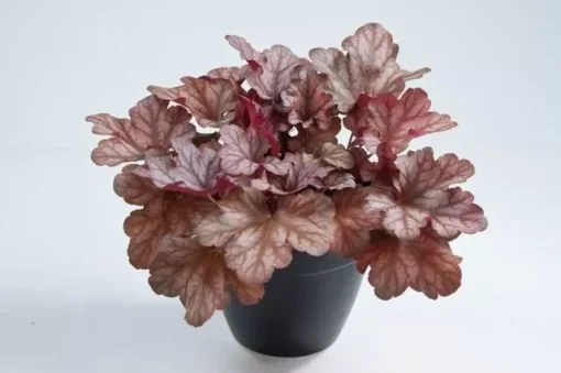 Arizona Heuchera Plant 4-8" Tall in 4" Pot - Coral Bells Plant - Ship No Pot