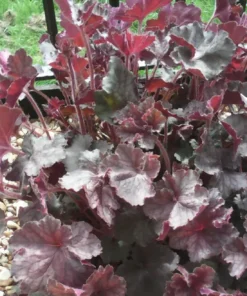 Arizona Heuchera Plant 4-8" Tall in 4" Pot - Coral Bells Plant - Ship No Pot