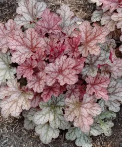 Arizona Heuchera Plant 4-8