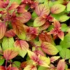 Autumnale Fuchsia Starter Plant 4-8" Tall in 4" Pot, Golden Leaves Ship No Pot - Indoor/Outdoor