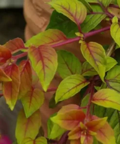 Autumnale Fuchsia Starter Plant 4-8