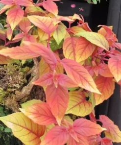 Autumnale Fuchsia Starter Plant 4-8