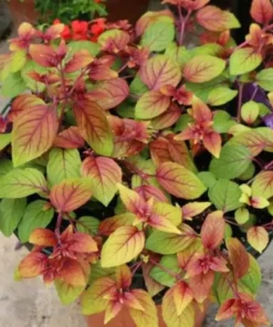 Autumnale Fuchsia Starter Plant 4-8