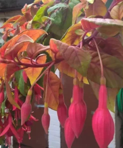 Autumnale Fuchsia Starter Plant 4-8