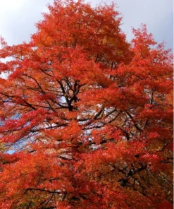 Backgum Plant - Live Plant - 4 Inch Pot - Garden Ready