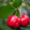 Barbados Cherry Plant 4-8" Tall: Tropical Fruit Tree - Acerola Variety