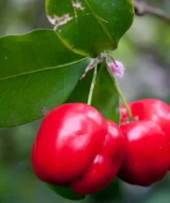 Barbados Cherry Plant 4-8